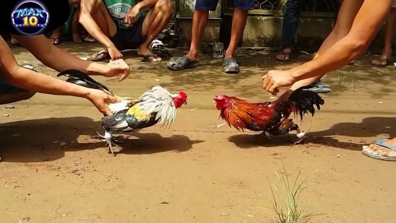 Đá Gà Max10 - Địa Chỉ Hàng Đầu Cho Người Yêu Thích Đá Gà 1 da-ga-max10-1